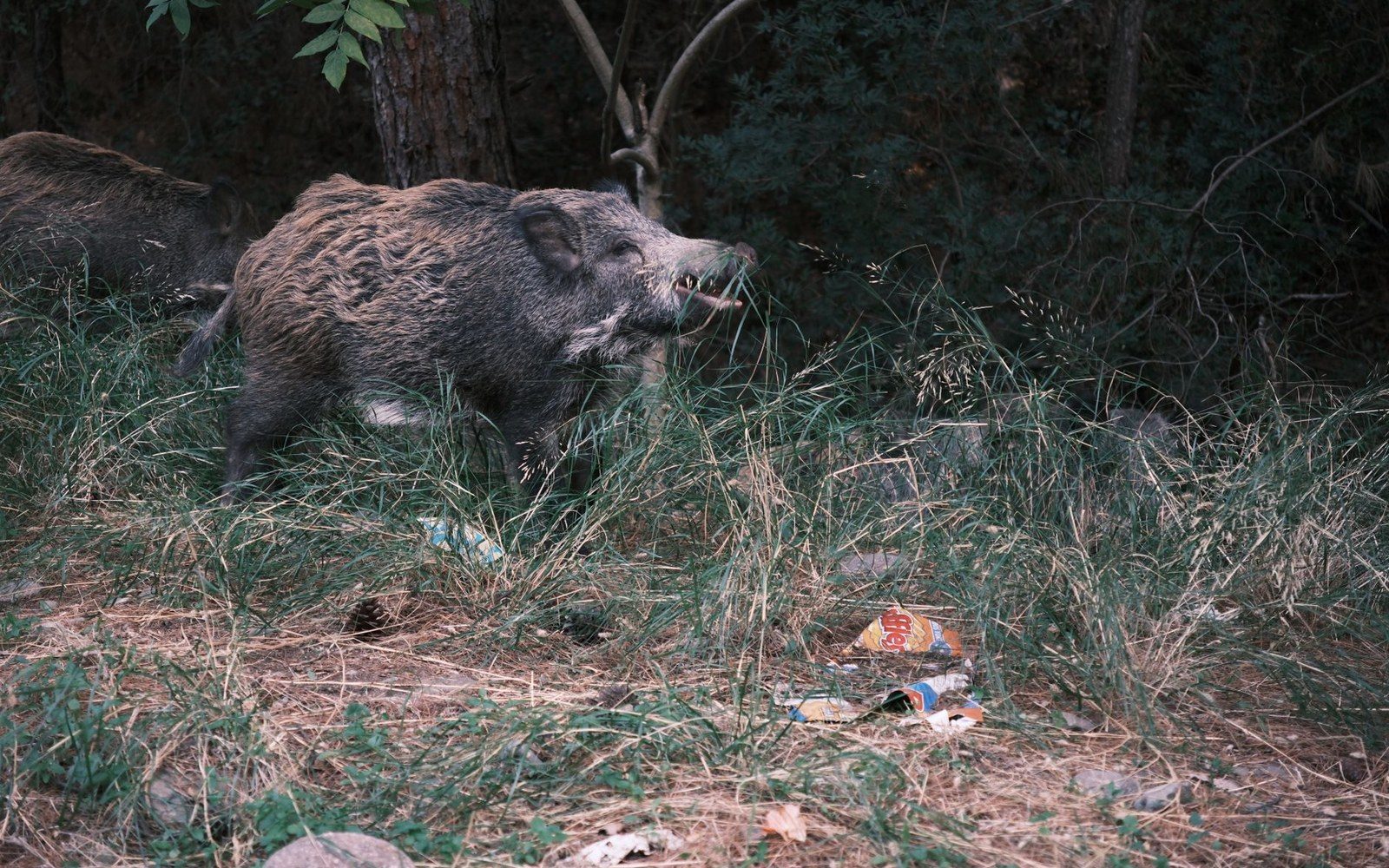 Wild boar walks through tall grass near discarded litter in a wooded area
