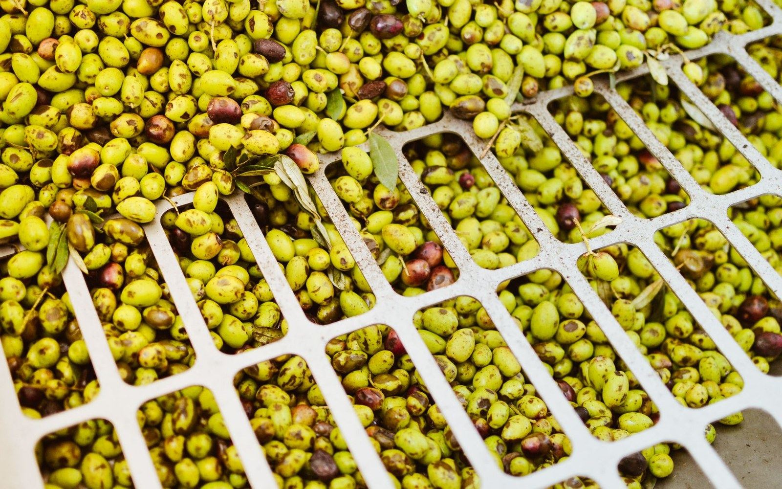 Freshly harvested green and purple olives piled in perforated plastic crates